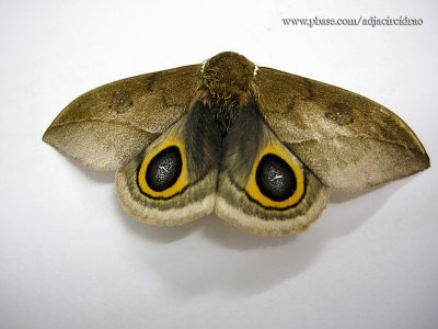 Borboleta Olho