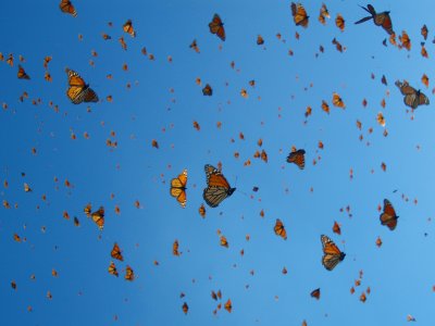 Mariposas de Michoacan , Mexico