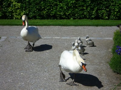 escorted by the parents