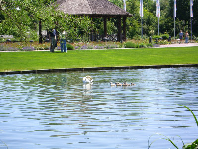 Swans 2007