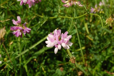 riverside heathland