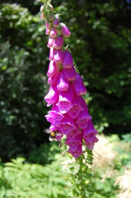 foxglove