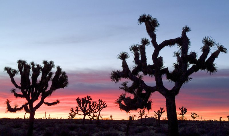 Joshua Tree NP - Sunrise Silhouette