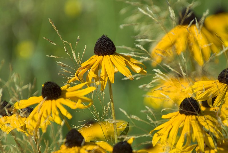 Port Angeles - Black Eyed Susans