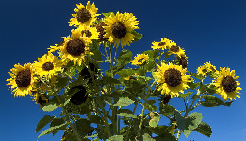 Port Angeles - Sunflowers Skyward