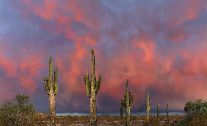 Sonoran Desert Hail Storm Sunset (23x38)
