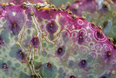 Purple Prickly Pear Closeup