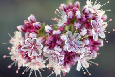 Tiny Flowers