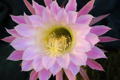 Easter Lilly Cactus