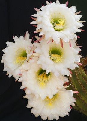 Echinopsis - 5 Blossoms