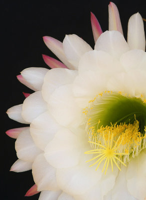 Echinopsis Closeup