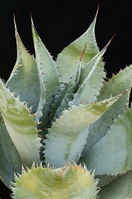 Agave Plant