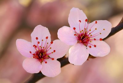 Cherry Blossoms