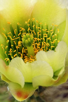 Chollo Blossom Closeup