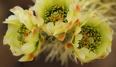 Chollo Blossoms