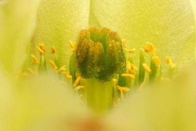 Chollo Blossum Super Closeup