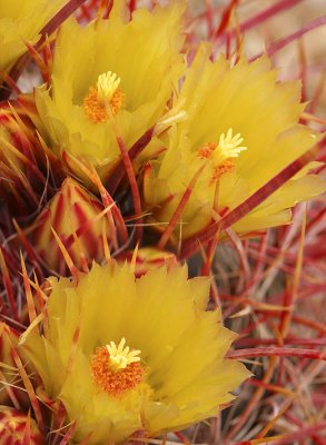 Fishhook Barrel Blossoms