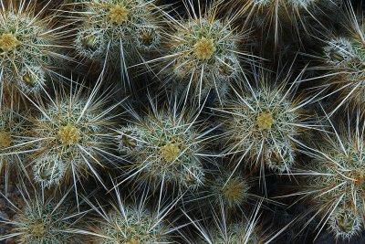 Hedgehog Cactus Pattern