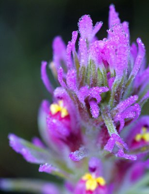 Owls Clover  Dew Drops