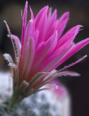 Pincushion Blossom