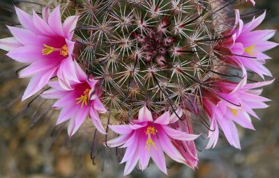 Pincushion Cactus