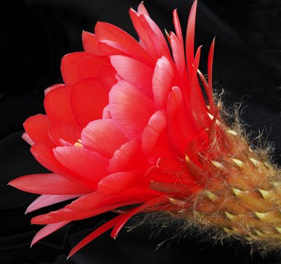 Red Echinopsis Blossom