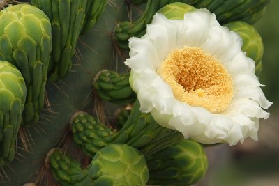 Saguaro Blossom