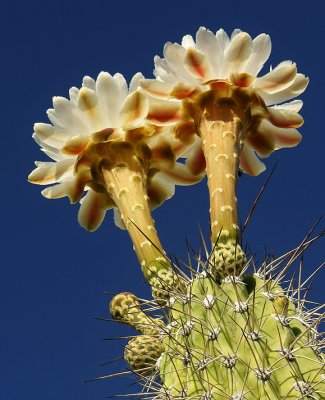 Skyward Cactus Blossoms