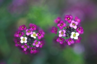 Spring Flowers