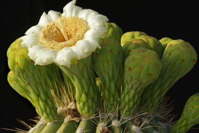 Sunny Saguaro Blossoms