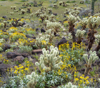 Ajo Chollos & Brittlebush