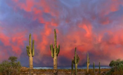 Southern Arizona -  Desert Beauty