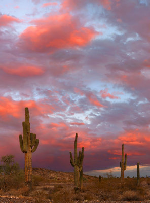 Sonoran Sunset Vertical