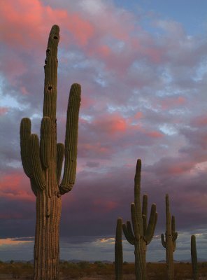 Sonoran Sunset Vertical 2