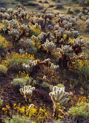 Ajo Brittlebush & Chollo