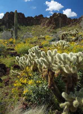 Ajo Chollo & Brittlebush