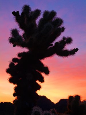 Ajo Chollo Silhouette Sunrise