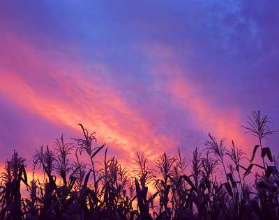 Mesa Corn Field Sunset