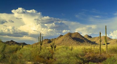 Saguaros & Monsoon Clouds