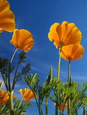 Gila Bend Skyward Poppies