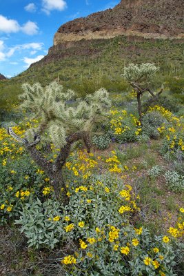 Organ Pipe NM Flowers & Cactus Hillside