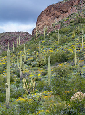 Organ Pipe NM Flowers & Cactus Hillside 2