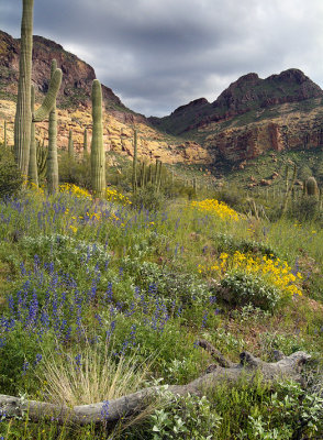 Organ Pipe NM Flowers & Cactus Hillside 3