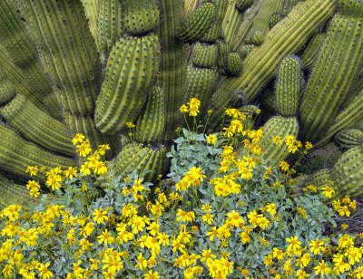 Organ Pipe Cactus and Brittlebush
