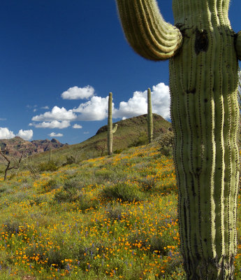 Organ Pipe NM Saguaros