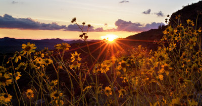 Organ Pipe NM Sunset & Brittlebush