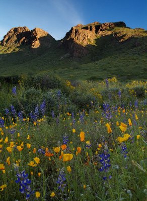 Saddle Mountain Lupine & Poppies