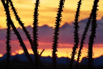 Saddle Mountain Ocotillo Sunset Closeup