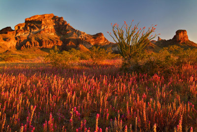 Saddle Mountain Owls Clover Field