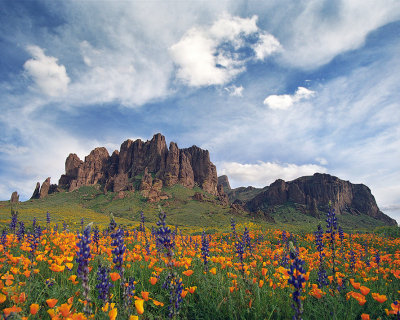 Lost Dutchman SP Poppies & Lupine